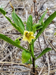 Physalis angustifolia