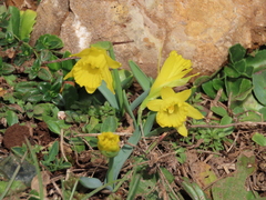 Narcissus minor asturiensis