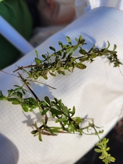 Callitriche terrestris