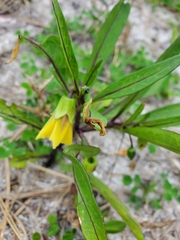 Physalis angustifolia