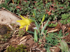 Narcissus minor asturiensis