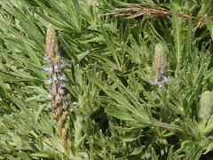 Lupinus lanatus