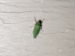 Draeculacephala inscripta