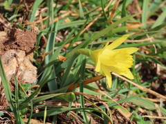 Narcissus minor asturiensis