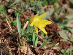 Narcissus minor asturiensis