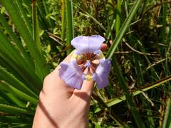 Phalocallis coelestis