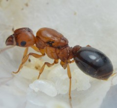 Pheidole crassicornis