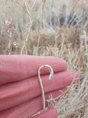 Gnorimoschema octomaculella