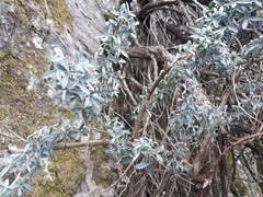 Adenocarpus hispanicus argyrophyllus