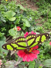 Philaethria wernickei