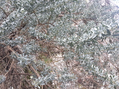 Adenocarpus hispanicus argyrophyllus