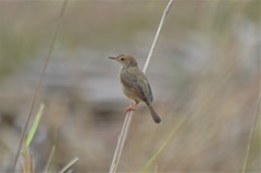 Cisticola cantans