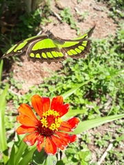 Philaethria wernickei