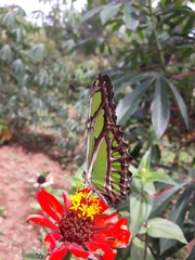 Philaethria wernickei