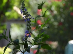 Salvia pallida