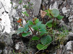 Sinningia macrostachya