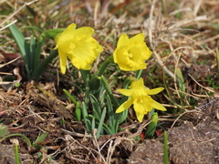 Narcissus minor asturiensis