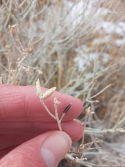 Asteromyia chrysothamni
