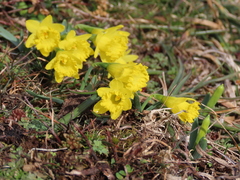 Narcissus minor asturiensis
