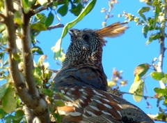 Callipepla douglasii