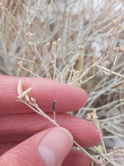 Asteromyia chrysothamni