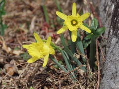 Narcissus minor asturiensis