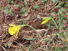 Narcissus minor asturiensis