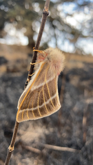 Hemileuca rubridorsa