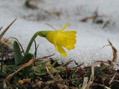Narcissus minor asturiensis