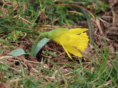 Narcissus minor asturiensis
