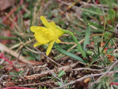 Narcissus minor asturiensis