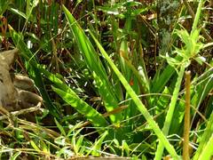 Eriocaulon arechavaletae