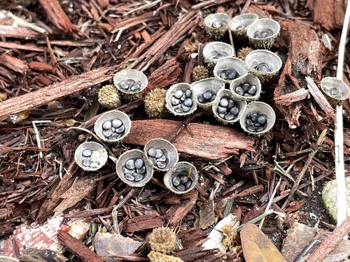 Cyathus olla image