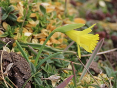 Narcissus minor asturiensis