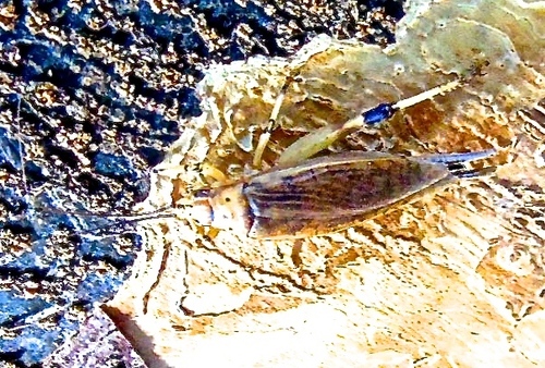 Oecanthidae