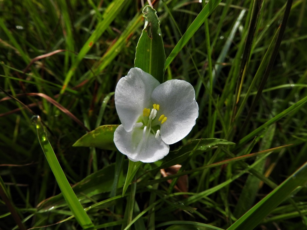 Flat-leafed Dayflower