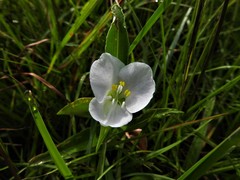 Commelina platyphylla