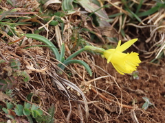 Narcissus minor asturiensis