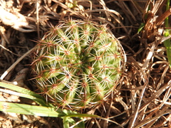 Parodia concinna