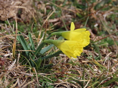 Narcissus minor asturiensis