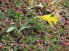 Narcissus minor asturiensis