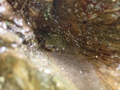 Mannophryne trinitatis