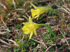 Narcissus minor asturiensis