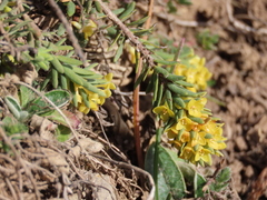 Thymelaea coridifolia dendrobryum