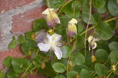 Capparis orientalis