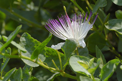 Capparis orientalis