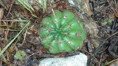 Parodia ottonis