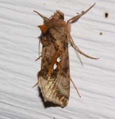 Autographa bimaculata