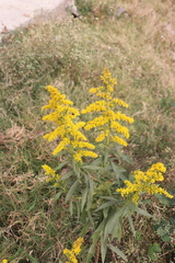 Solidago canadensis