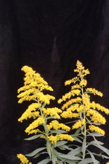Solidago canadensis